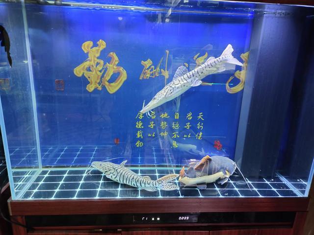 一米二的鱼缸，养三条40厘米以上的观赏鱼，密度到底大不大？