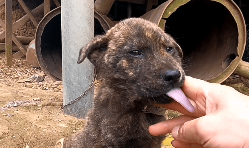 什么叫虎斑狗_虎斑狗图片多少钱一只_虎斑犬多少钱一只
