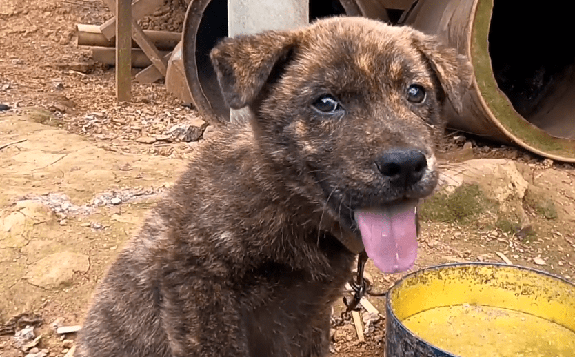 虎斑犬多少钱一只_虎斑狗图片多少钱一只_什么叫虎斑狗