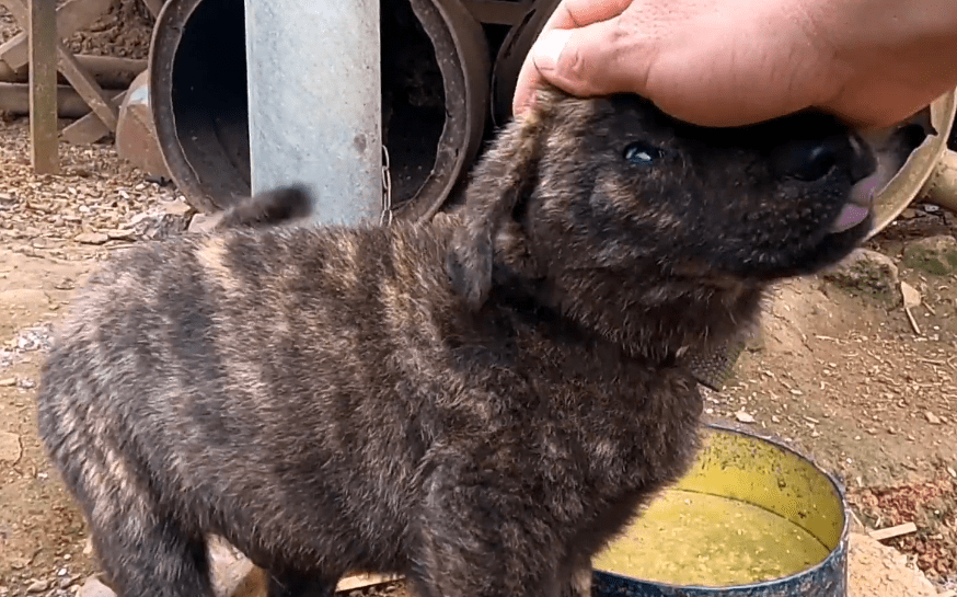 虎斑狗图片多少钱一只_虎斑犬多少钱一只_什么叫虎斑狗