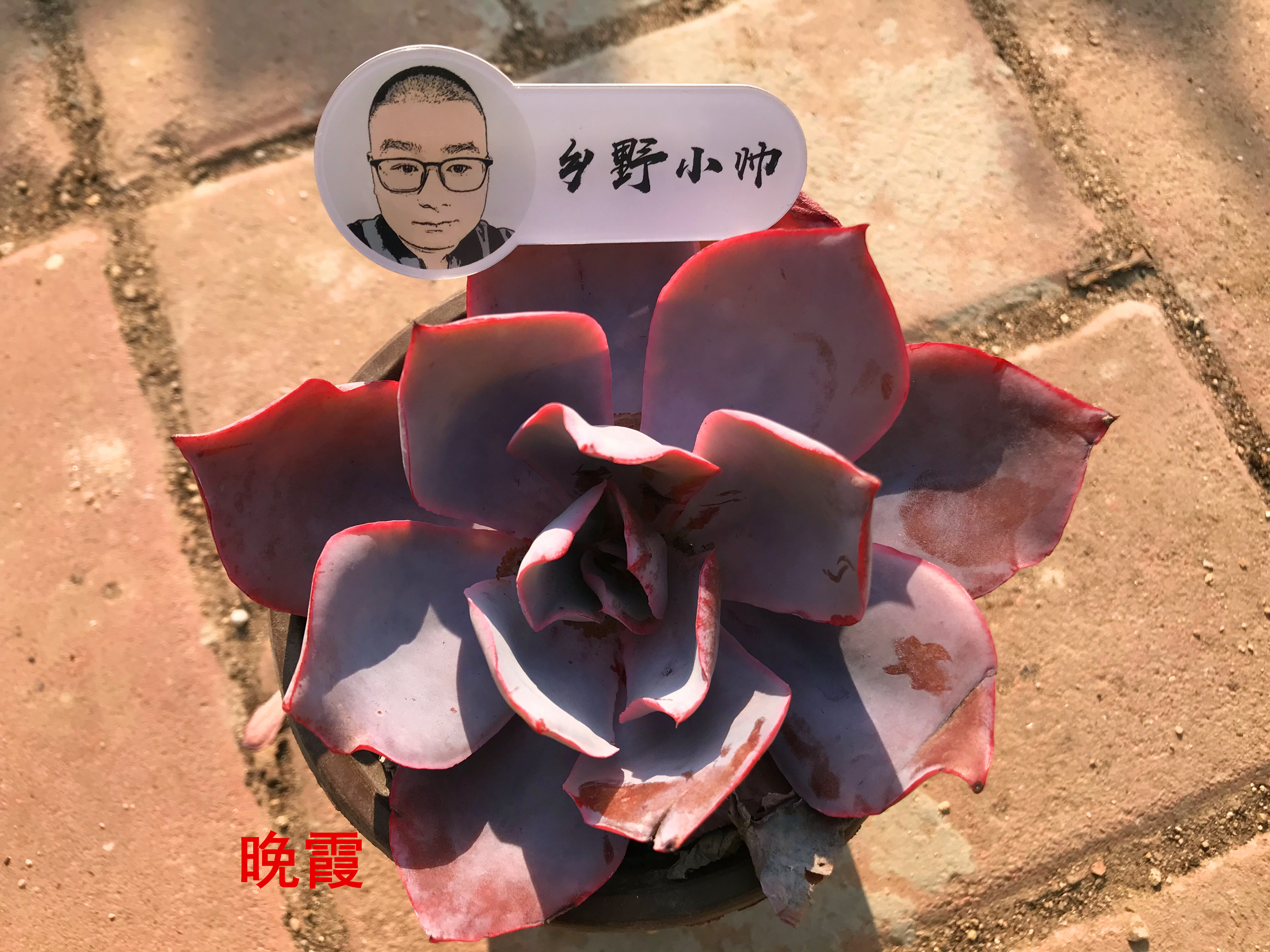 浇多肉的水_多肉浇多少水_浇多肉水里放醋可以吗