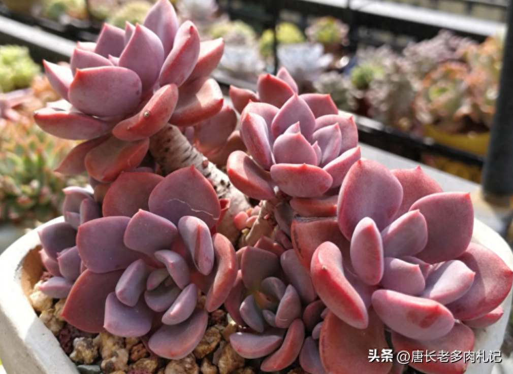 多肉品种何其多，但黛比和彩虹糖永远是经典，养好之后全年不褪色