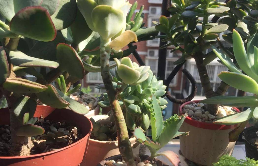 多肉可爱玫瑰长高了放不稳也站不牢如何处理？有两种处理方法可选