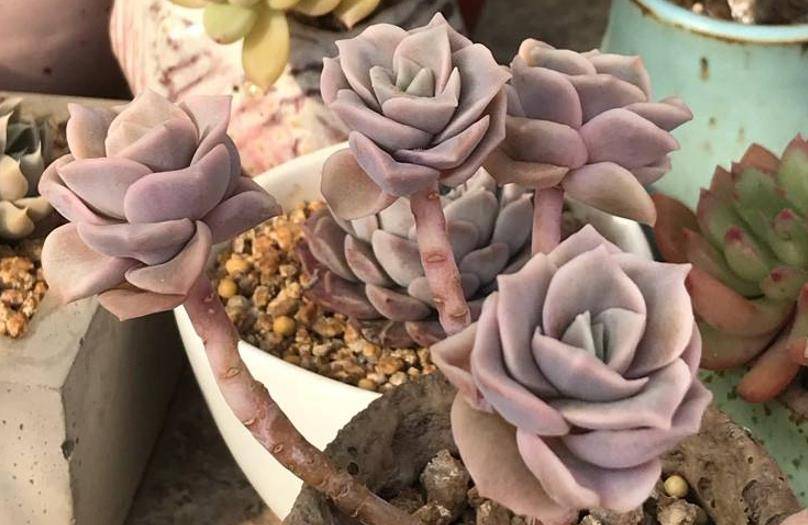 多肉可爱玫瑰_多肉植物可爱玫瑰_玫瑰可爱多肉怎么养