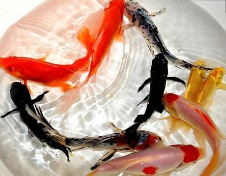 冷水观赏鱼什么鱼最好养_冷水观赏鱼大全品种图片_十大冷水观赏鱼