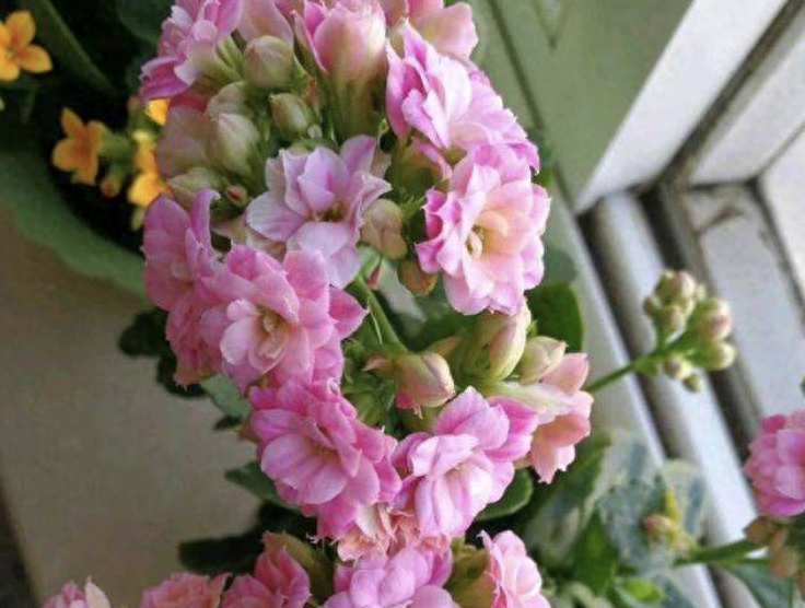 长寿花是多肉吗_多肉植物长寿花_长寿的多肉