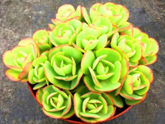 养多肉碧桃好不好_多肉植物碧桃好养吗_多肉碧桃好养吗