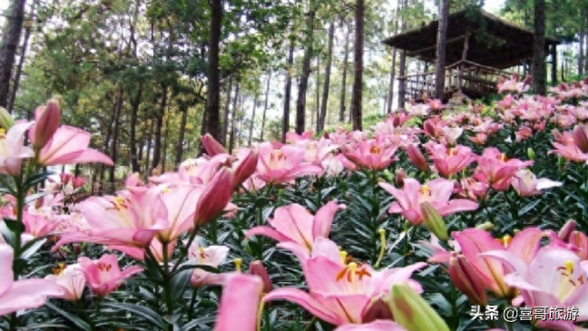 春节攀枝花自驾游攻略_攀枝花旅游攻略自驾游_攀枝花自驾一日游哪里好玩