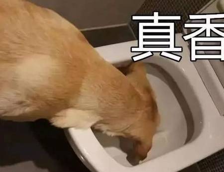 狗为什么喜欢吃屎呢？原来是有这5个原因！