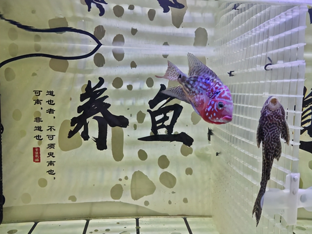 观赏鱼交易平台哪个好_观赏鱼交易平台_观赏鱼交易平台app