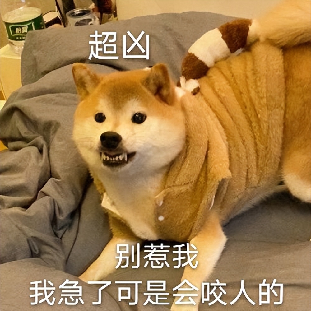 这7个表现说明，狗狗早就被“宠坏”了，你却继续溺爱！