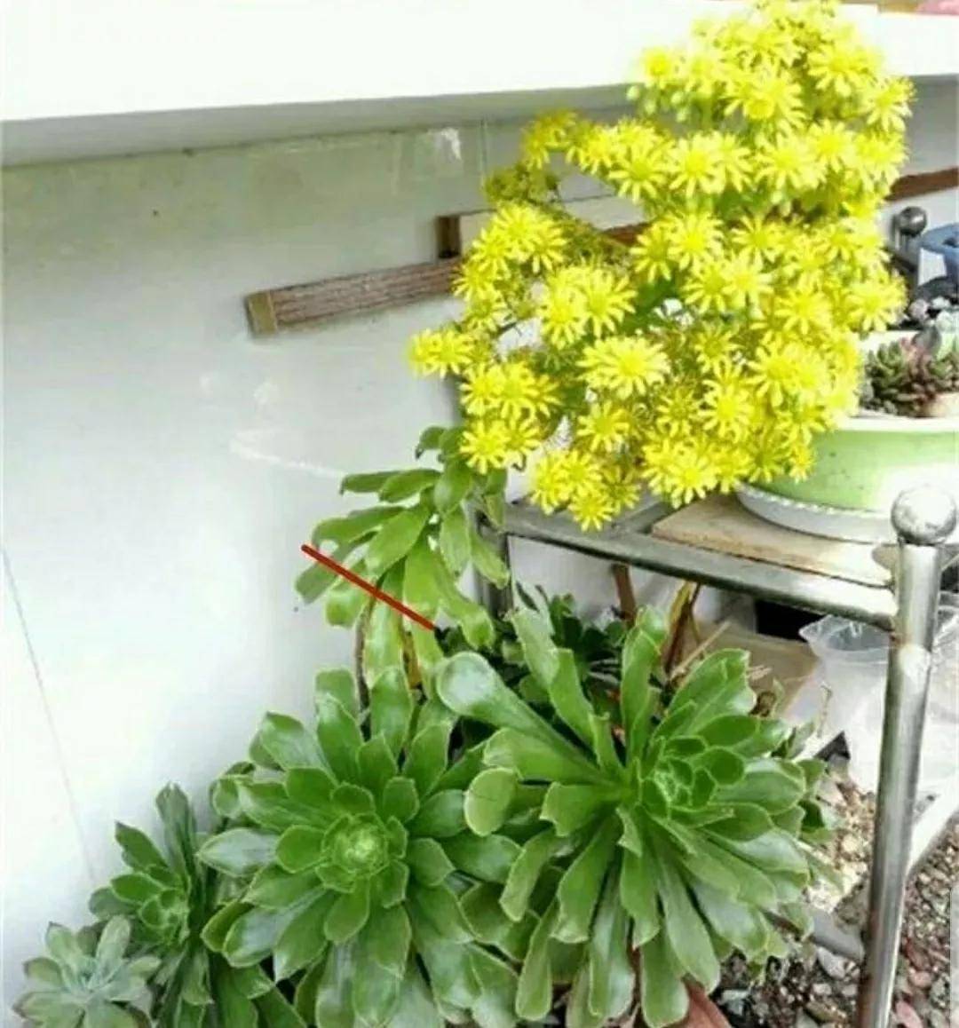 开花剪掉多肉需要剪枝吗_多肉开花需要剪掉吗_多肉开花剪下来可以种吗