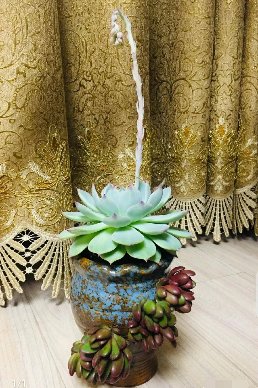 多肉开花剪下来可以种吗_开花剪掉多肉需要剪枝吗_多肉开花需要剪掉吗