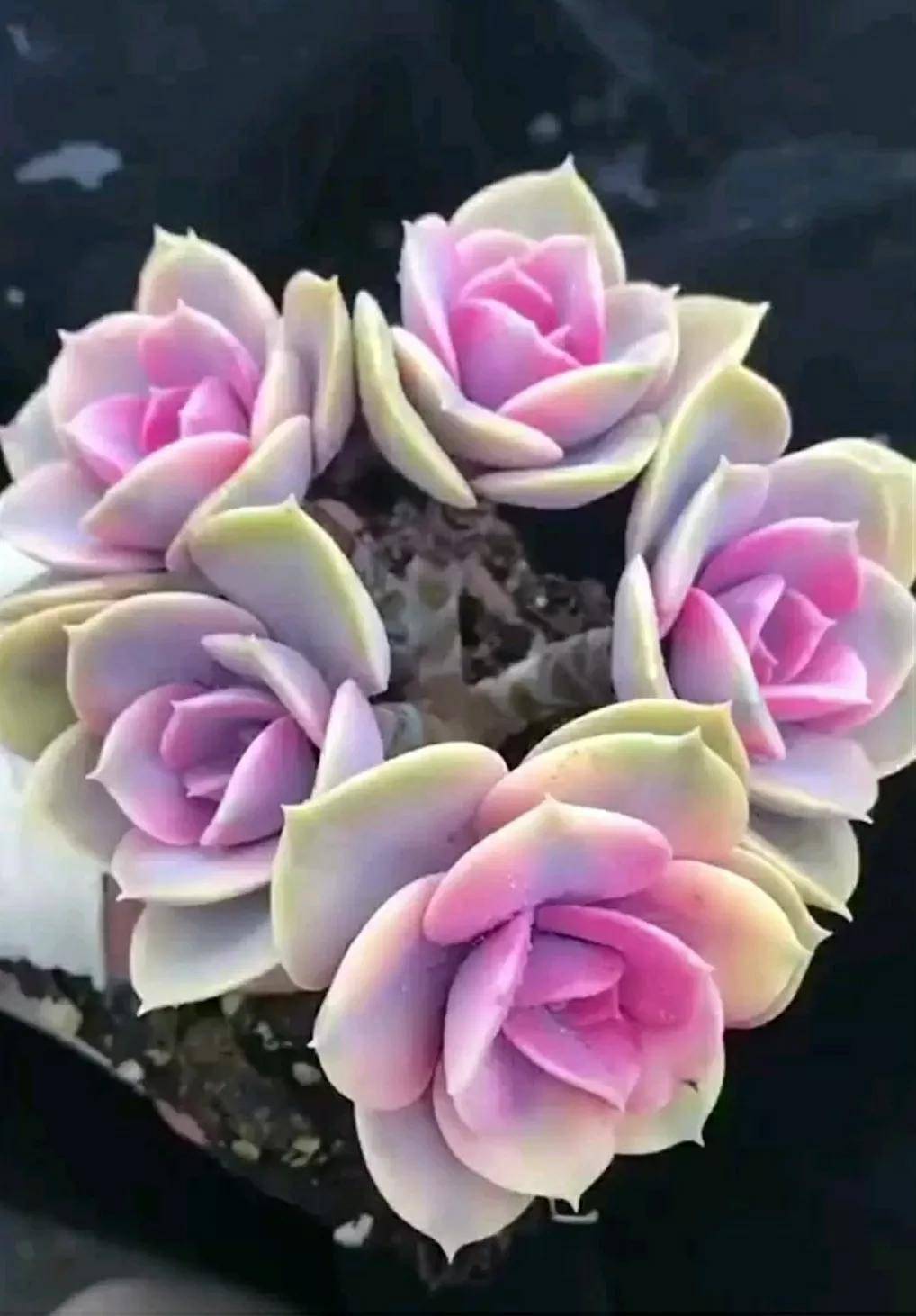 多肉开花需要剪掉吗_开花剪掉多肉需要剪枝吗_多肉开花剪下来可以种吗