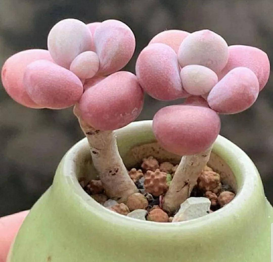 多肉开花需要剪掉吗_开花剪掉多肉需要剪枝吗_多肉开花剪下来可以种吗