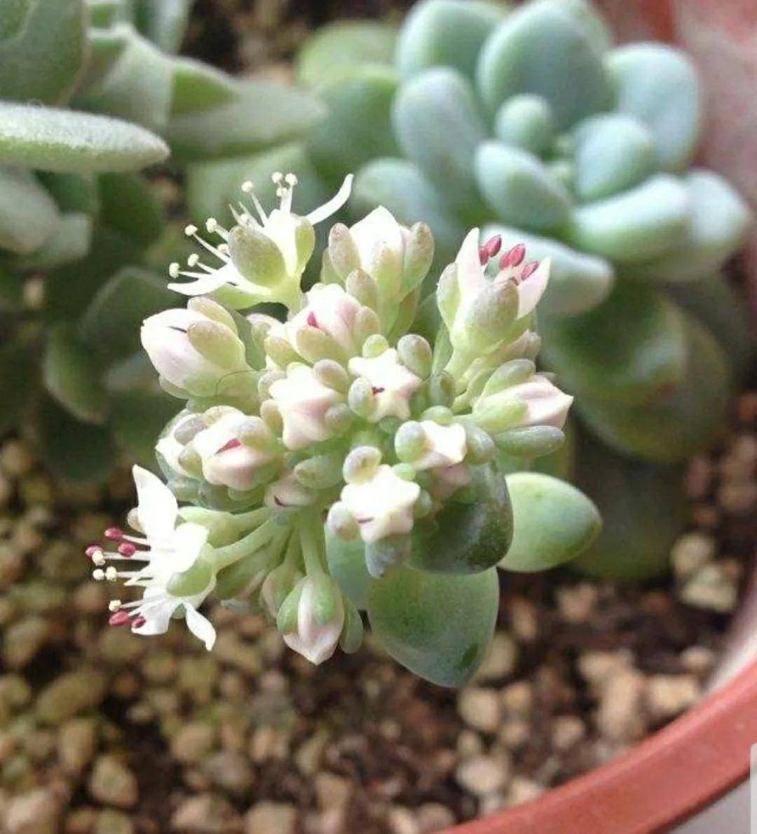 多肉开花剪下来可以种吗_多肉开花需要剪掉吗_开花剪掉多肉需要剪枝吗