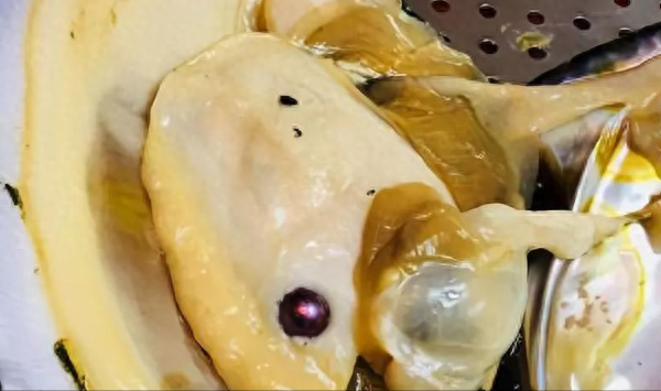 彩虹珍珠多肉_多肉彩虹糖和紫珍珠区别_珍珠彩虹多肉好养吗