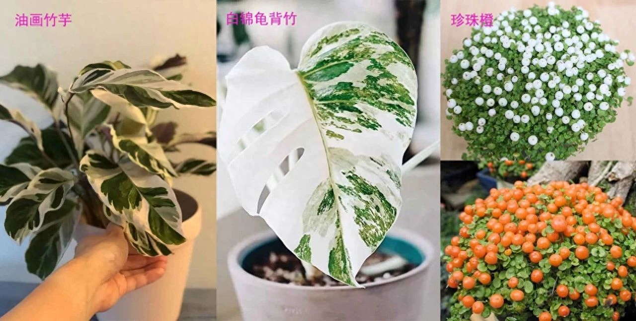 多肉彩虹和紫珍珠区别_彩虹珍珠多肉_多肉彩虹糖和紫珍珠区别