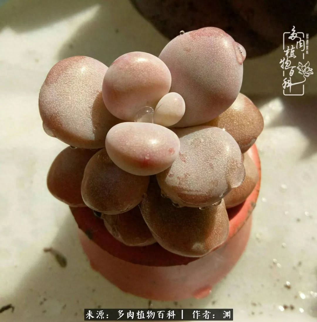多肉火祭怎么繁殖视频_多肉火祭怎么养成多头_多肉火祭的繁殖方法