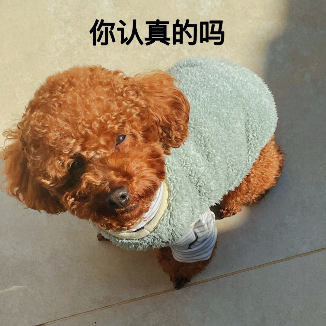 泰迪狗一只多少钱_teddy泰迪币_泰迪go