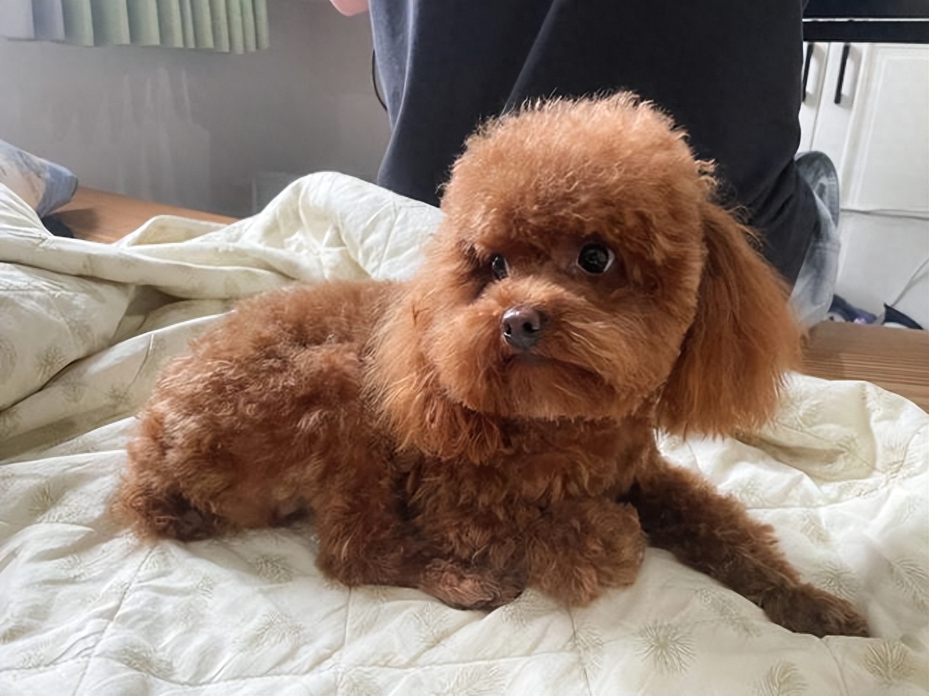 泰迪go_泰迪狗一只多少钱_teddy泰迪币