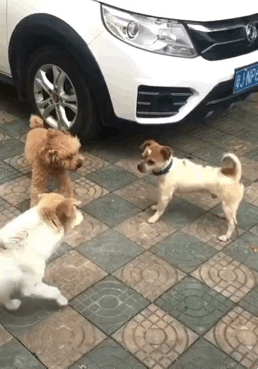 泰迪狗一只多少钱_泰迪go_泰迪dog