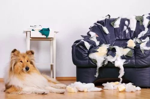 狗为什么喜欢吃骨头_骨头狗吃了能消化吗_狗喜欢吃骨头怎么说