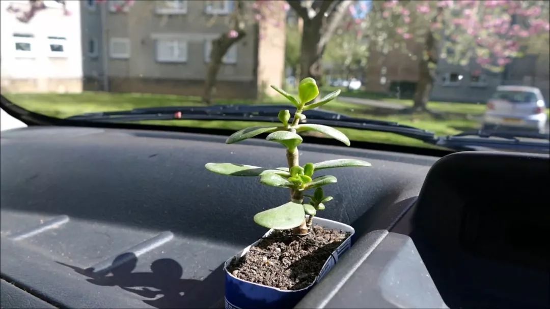 有朋友将植物种在汽车里，仙人球种副驾驶边？你觉得可行么？