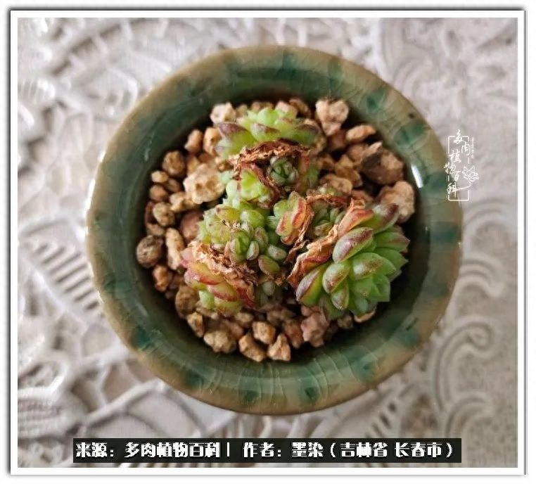 淡雪多肉怎么养_多肉植物淡雪好养吗_多肉淡雪徒长怎么办