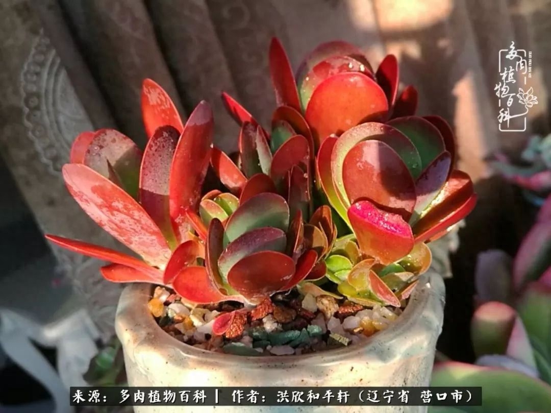 淡雪多肉怎么养_淡雪多肉怎么养_淡雪多肉怎么养