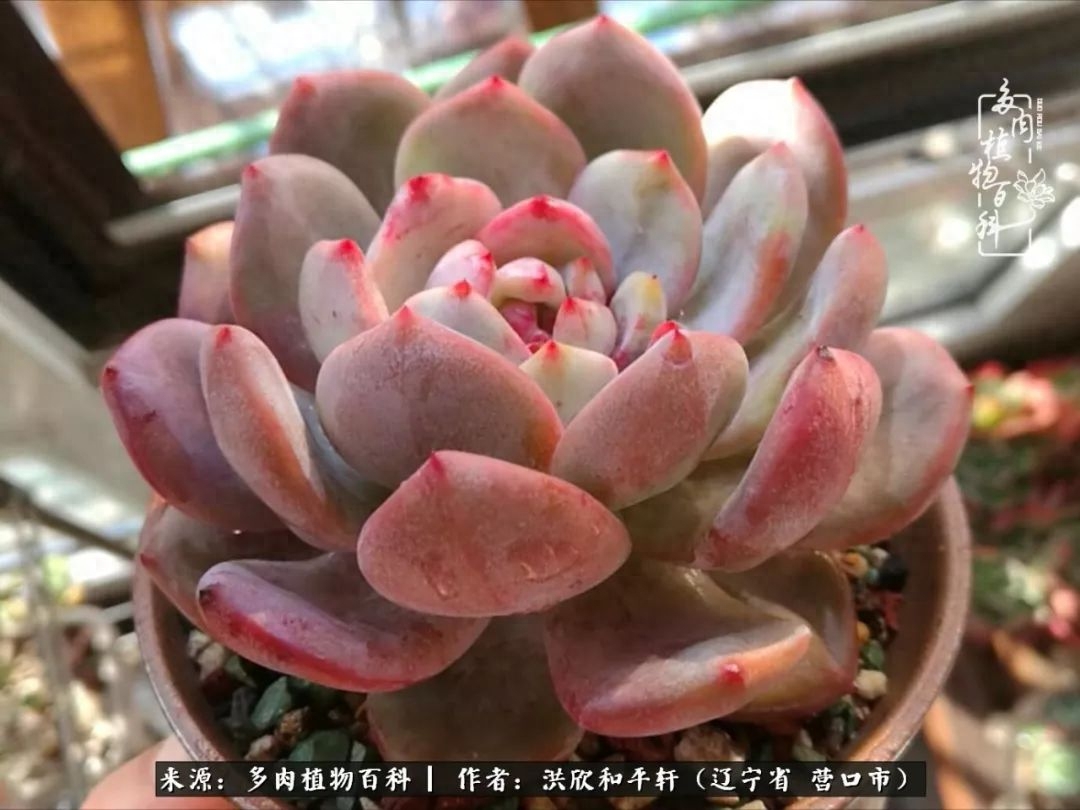 淡雪多肉怎么养_淡雪多肉怎么养_淡雪多肉怎么养