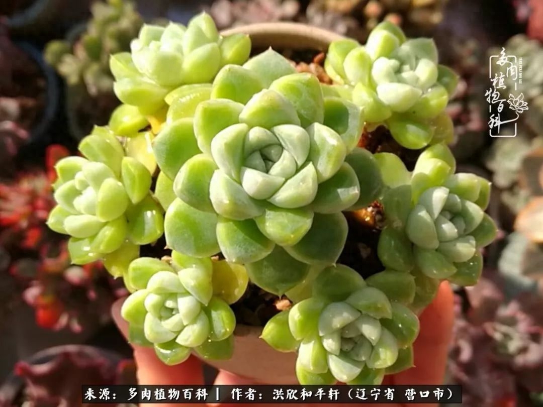 淡雪多肉怎么养_淡雪多肉怎么养_淡雪多肉怎么养