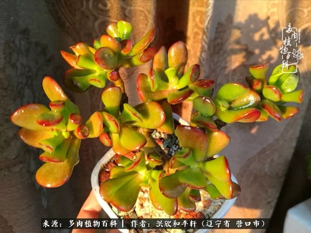 淡雪多肉怎么养_淡雪多肉怎么养_淡雪多肉怎么养
