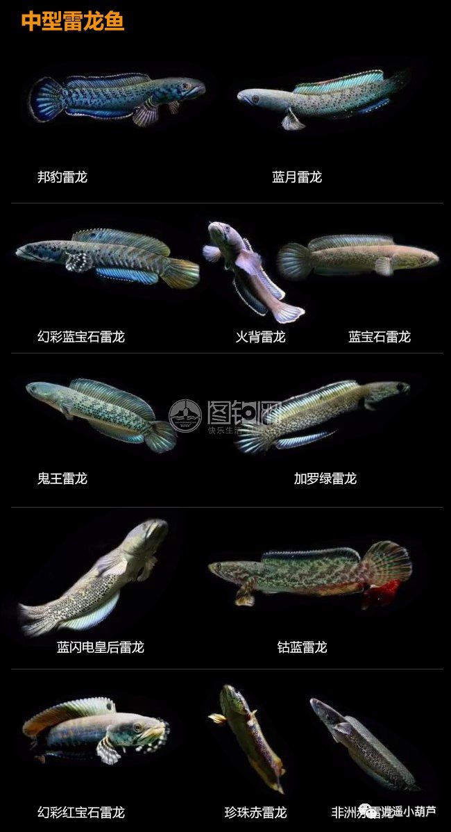 各种观赏鱼的价格与品种_观赏品种鱼价格排名_观赏鱼价格排名