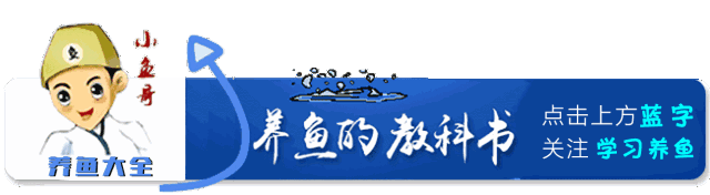 观赏鱼吃鱼是怎么回事_观赏鱼不吃食是什么原因_观赏鱼为什么会吃观赏鱼