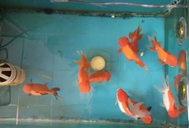 观赏鱼为什么会吃观赏鱼_观赏鱼不吃食是什么原因_观赏鱼吃鱼是怎么回事