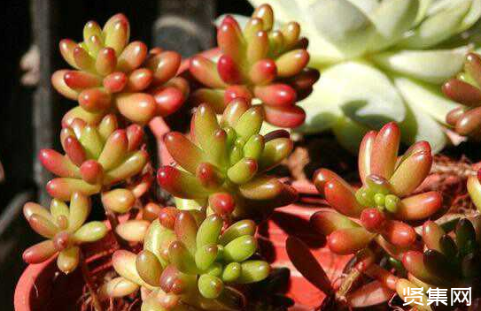 一文了解多肉植物玉扇的养殖方法及常见病虫害防治