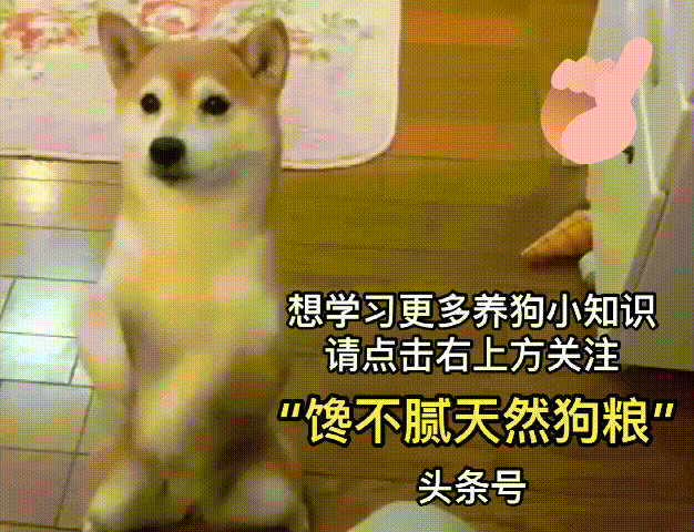 狗狗奶油吃可以消化吗_狗狗偶尔吃一次奶油可以吗_狗狗能吃奶油吧