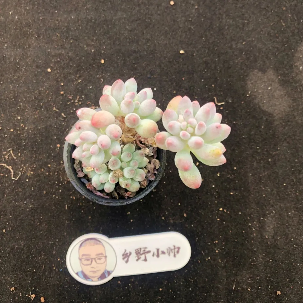 多肉景天科是什么意思_多肉景天科_多肉景天科品种大全图解