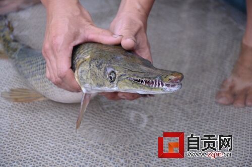 自贡居民鱼塘钓凶猛怪鱼：鳄嘴蛇皮满口尖牙