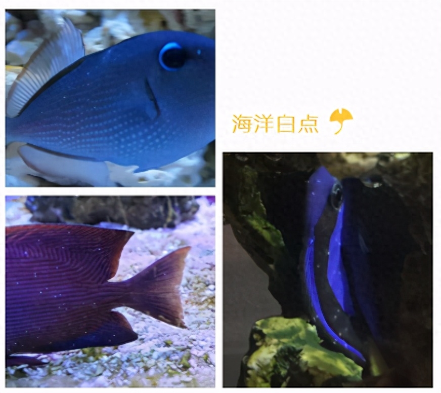 海水观赏鱼图鉴1000种_海水观赏鱼图鉴1000种_海水观赏鱼图鉴1000种