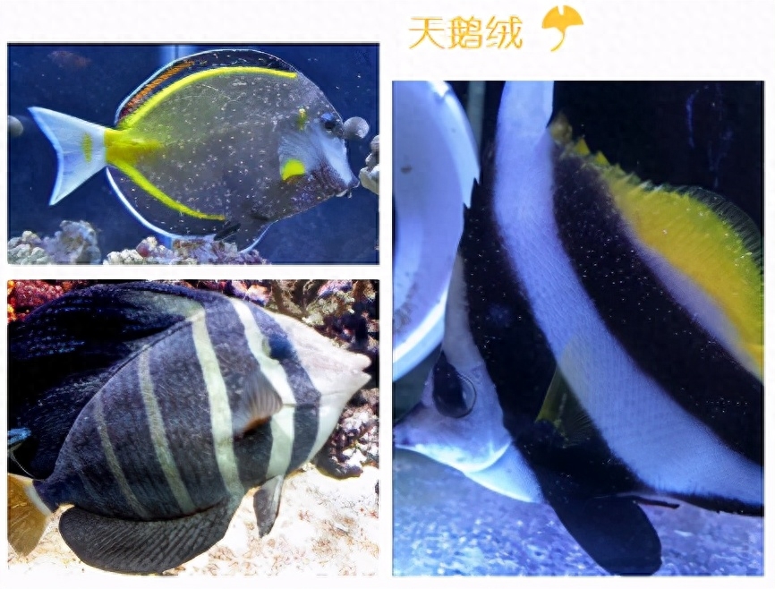 海水观赏鱼图鉴1000种_海水观赏鱼图鉴1000种_海水观赏鱼图鉴1000种