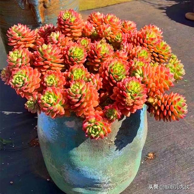 文章图片4