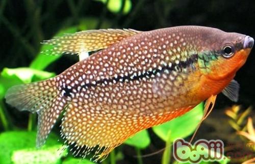 适合新手饲养的小型观赏鱼种类|水族品种-波奇