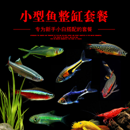 群游热带鱼活体 小型 观赏鱼品牌店铺