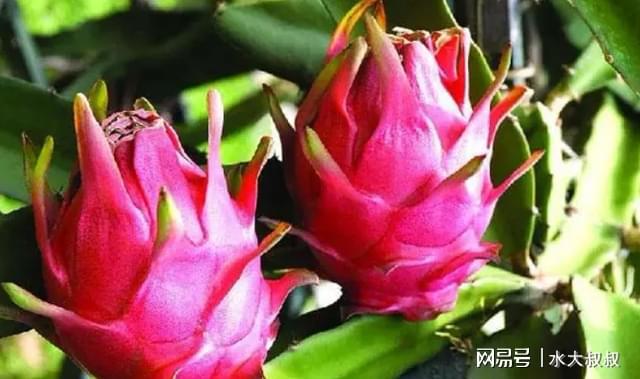 狗可以吃火龙果吗_狗可以吃火龙果的功效与作用_果狗吃火龙可以驱虫吗