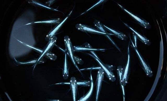 不需要加热棒的观赏鱼_观赏棒加热鱼需要加水吗_观赏棒加热鱼需要加热棒吗