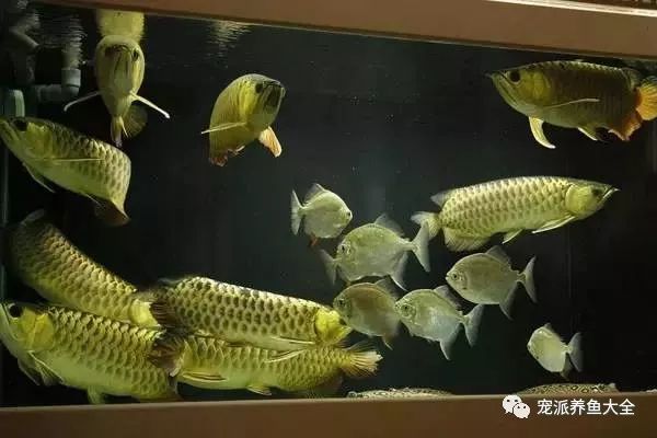 最漂亮的中型观赏鱼_好看的中型观赏鱼_观赏中型漂亮鱼品种