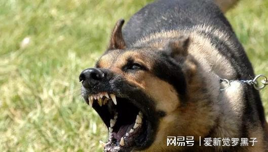 给狗狗打狂犬疫苗多少钱_给狗打疫苗多少钱狂犬_狗狗打的狂犬疫苗价格