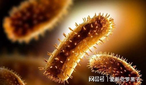 狗狗打的狂犬疫苗价格_给狗狗打狂犬疫苗多少钱_给狗打疫苗多少钱狂犬
